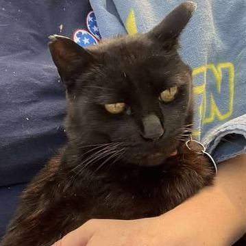 Billie Boi, an adoptable Domestic Short Hair in Buffalo, WY, 82834 | Photo Image 5