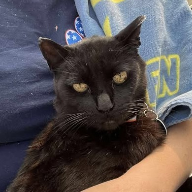 Billie Boi, an adoptable Domestic Short Hair in Buffalo, WY, 82834 | Photo Image 6