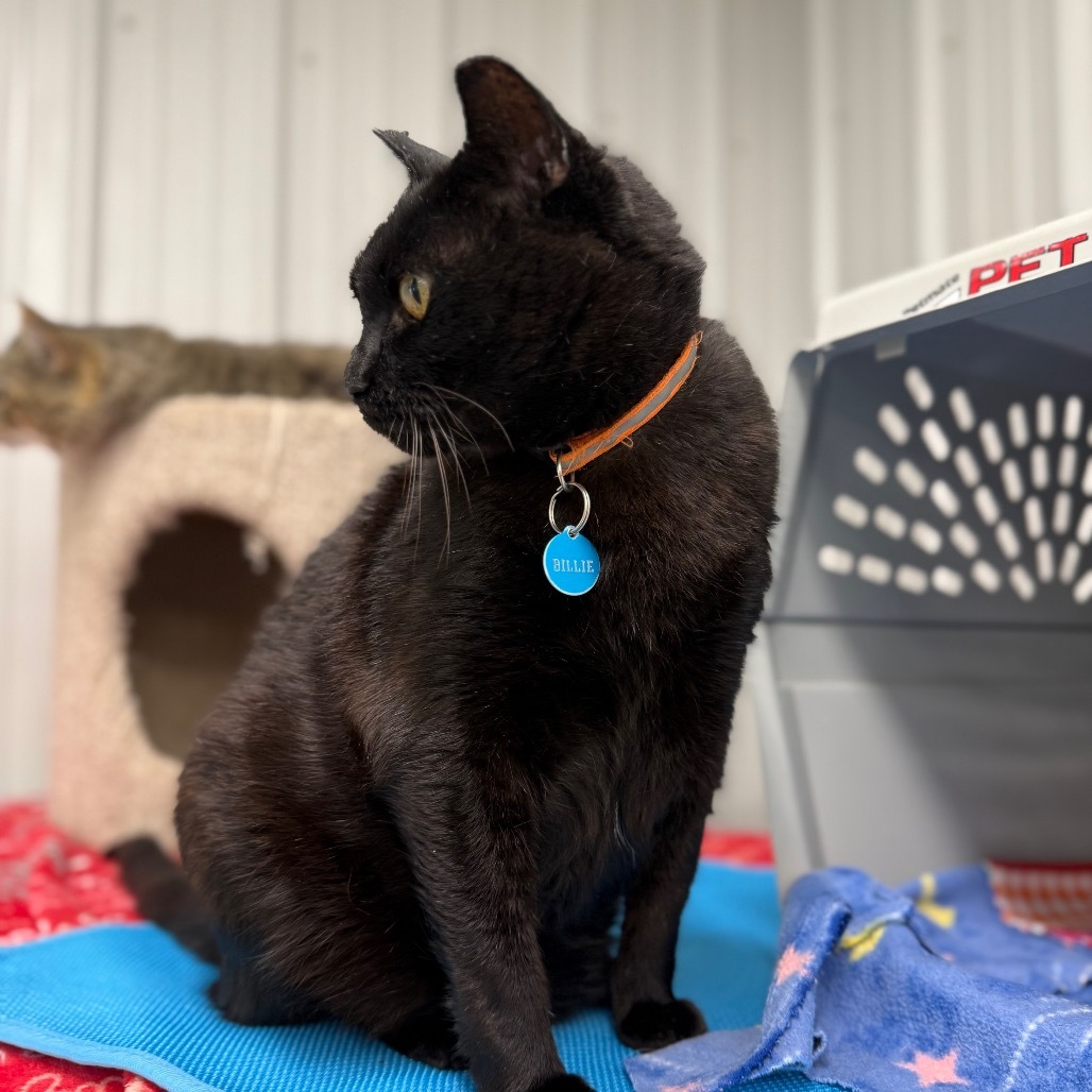 Billie Boi, an adoptable Domestic Short Hair in Buffalo, WY, 82834 | Photo Image 6