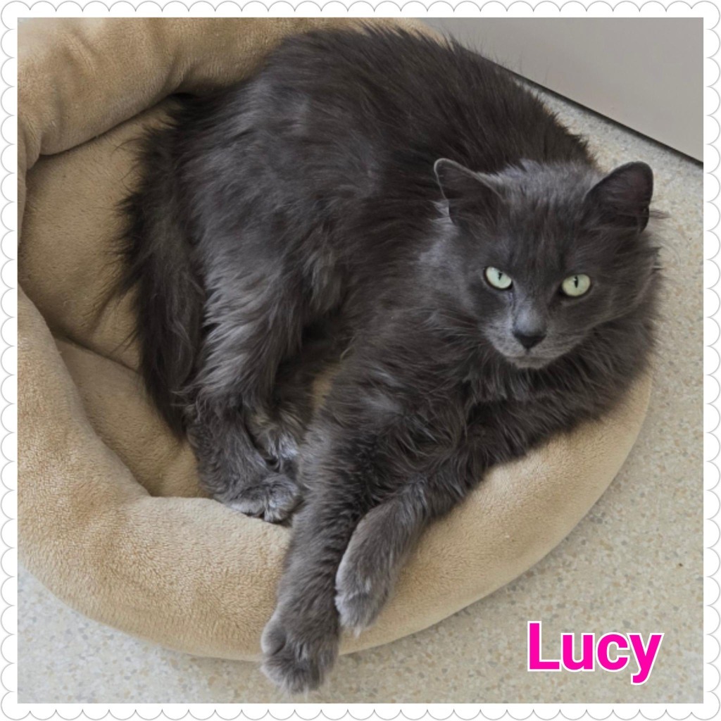 Lucy (2)