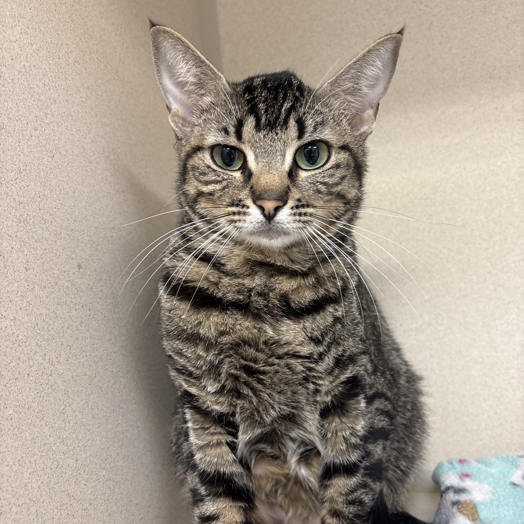 Nova, an adoptable Domestic Short Hair in Great Falls, MT, 59404 | Photo Image 1