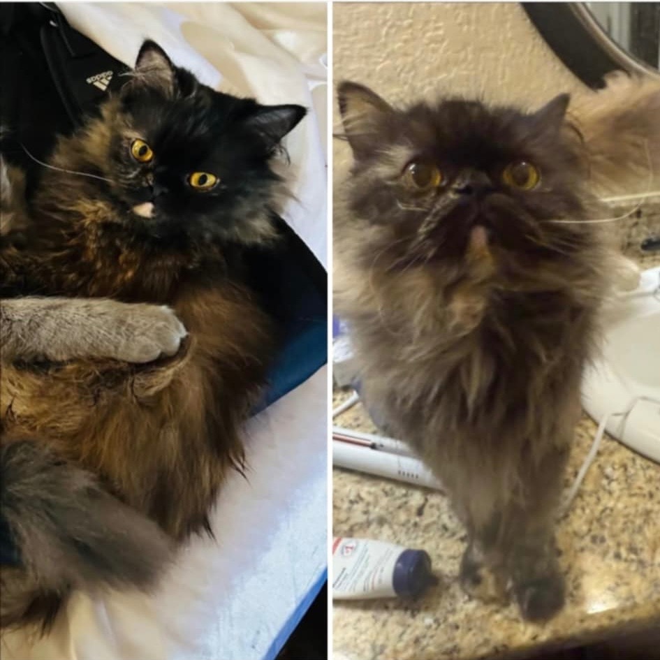Tortie Persian