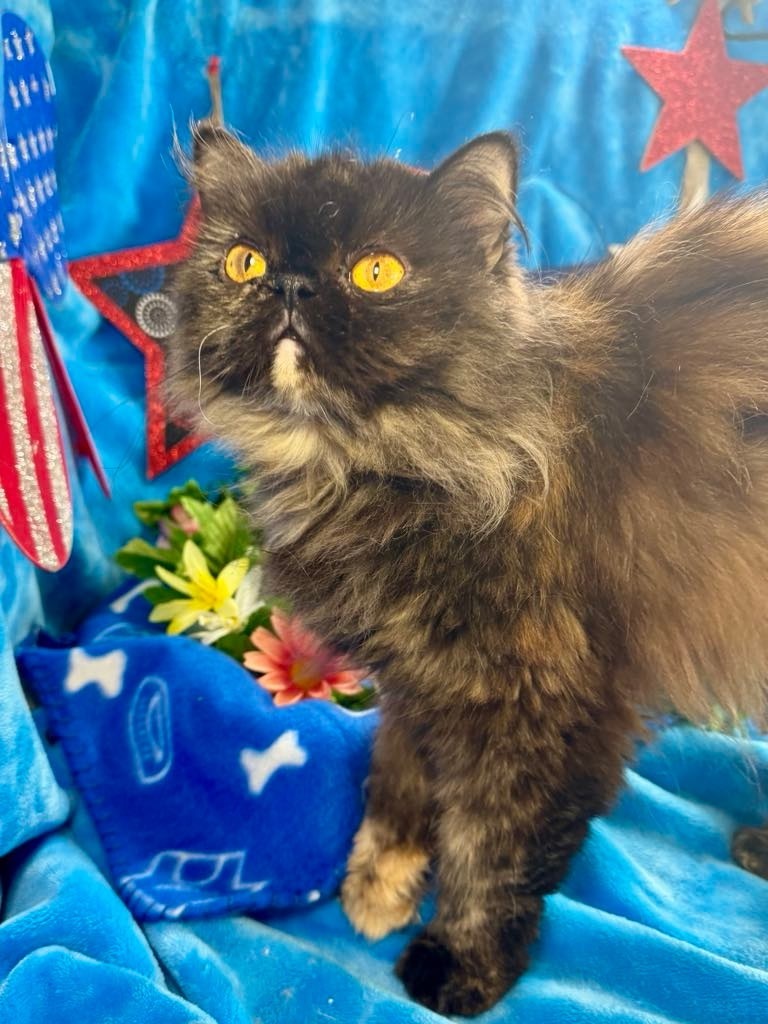 The Princess of Purrrsia, an adoptable Persian in New Braunfels, TX, 78130 | Photo Image 1