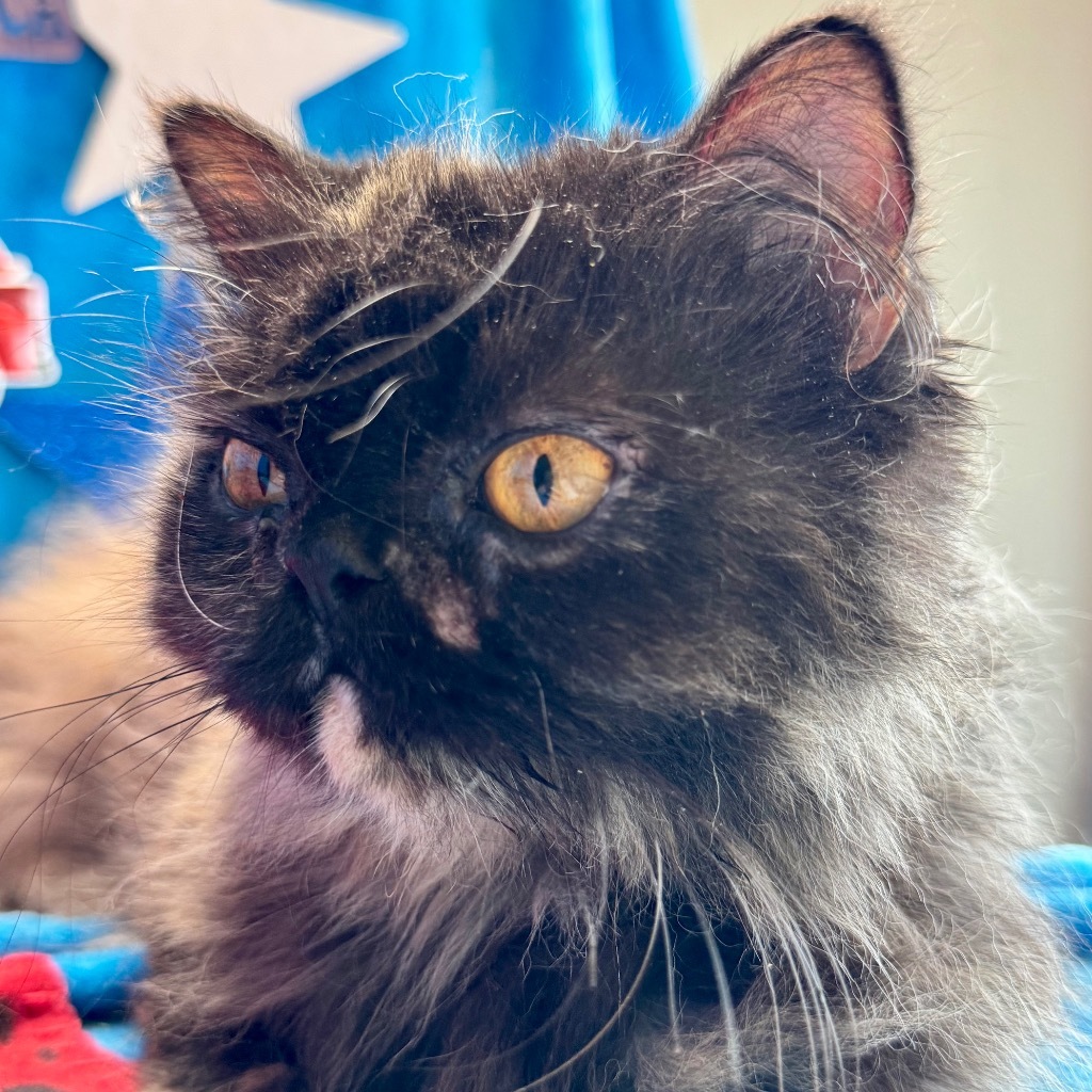 The Princess of Purrrsia, an adoptable Persian in New Braunfels, TX, 78130 | Photo Image 1