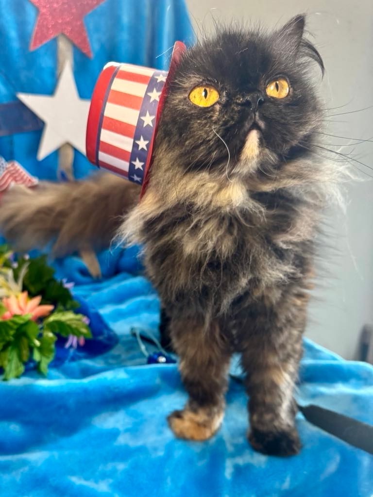 The Princess of Purrrsia, an adoptable Persian in New Braunfels, TX, 78130 | Photo Image 3