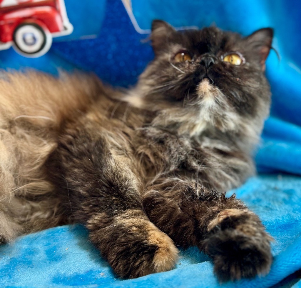 The Princess of Purrrsia, an adoptable Persian in New Braunfels, TX, 78130 | Photo Image 5