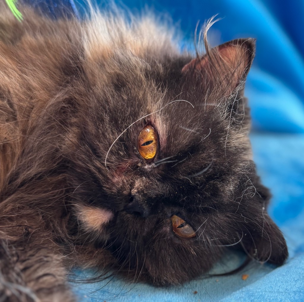 The Princess of Purrrsia, an adoptable Persian in New Braunfels, TX, 78130 | Photo Image 6