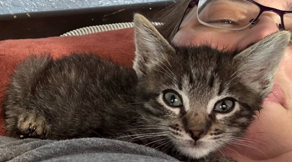 Mr. Whiskers