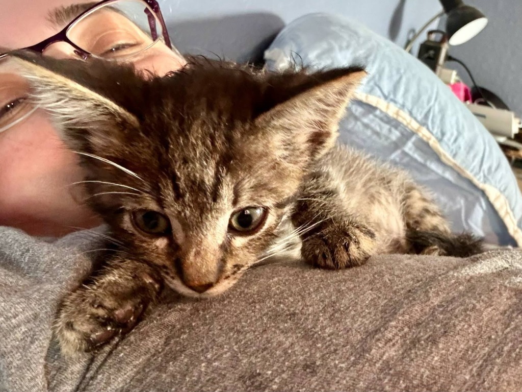 Mr. Whiskers