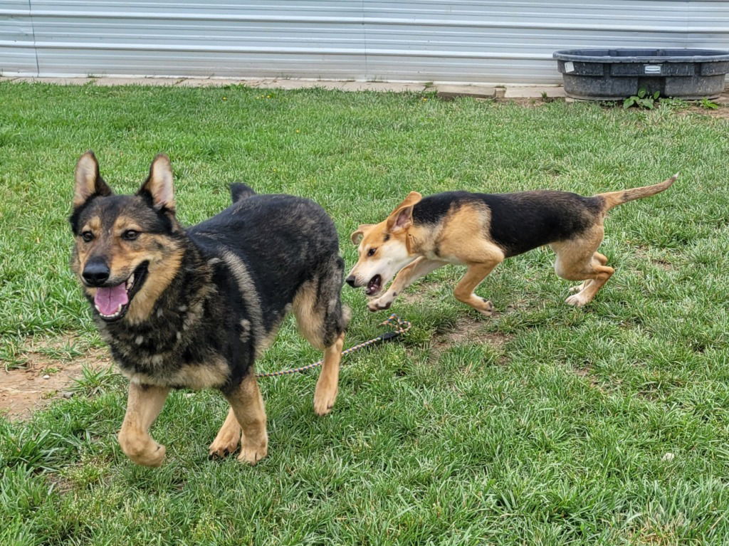 Kaya