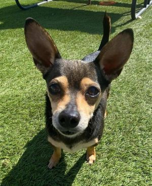 You can fill out an adoption application online on our official websiteMeet Peanuttles The Tiny Po