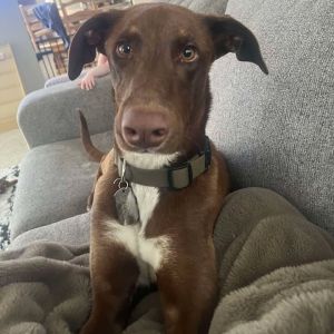 Samuel, Adult Male Doberman Pinscher