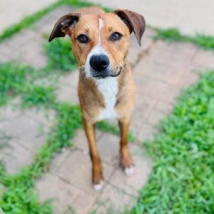Winnie, Adult Female Terrier