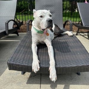 Jade, Adult Female Dogo Argentino