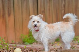 Mia is a sweet 5-year-old 17lbs female who loves nothing more than lounging by your side Whether 