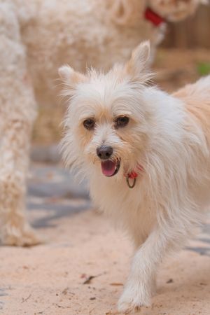 Mia is a sweet and gentle 5-year-old pup weighing around 20 lbs whos happiest when shes lounging b