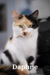 Daphne photo 1