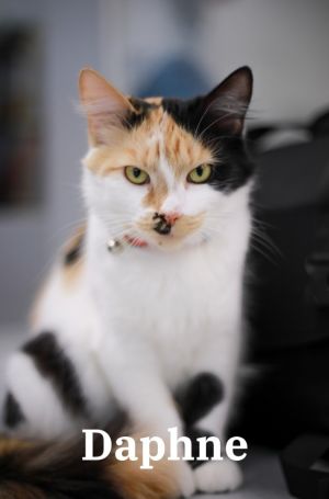 Daphne, Adult Female unknown