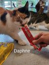 Daphne photo 4