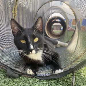 Theo, Young Male Domestic Short Hair