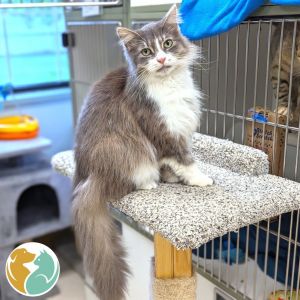 Betty, Senior Female Domestic Medium Hair