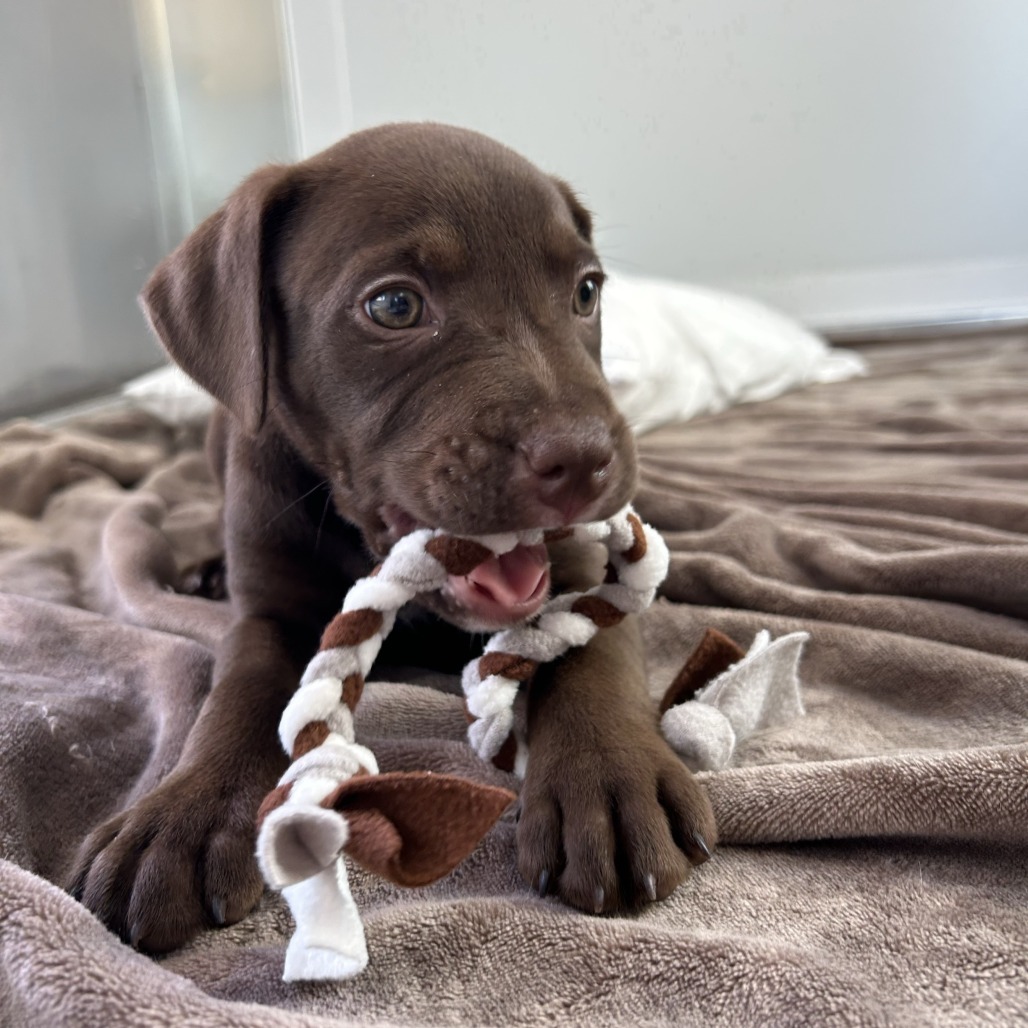 Godiva