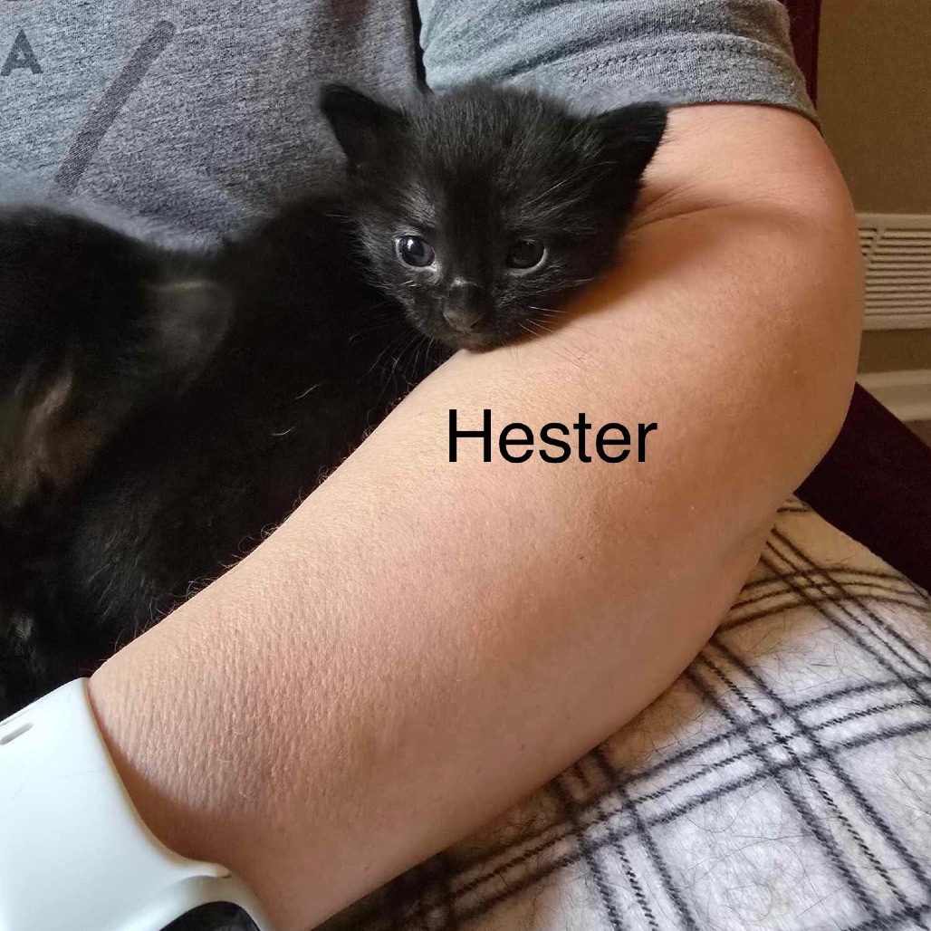 Hester