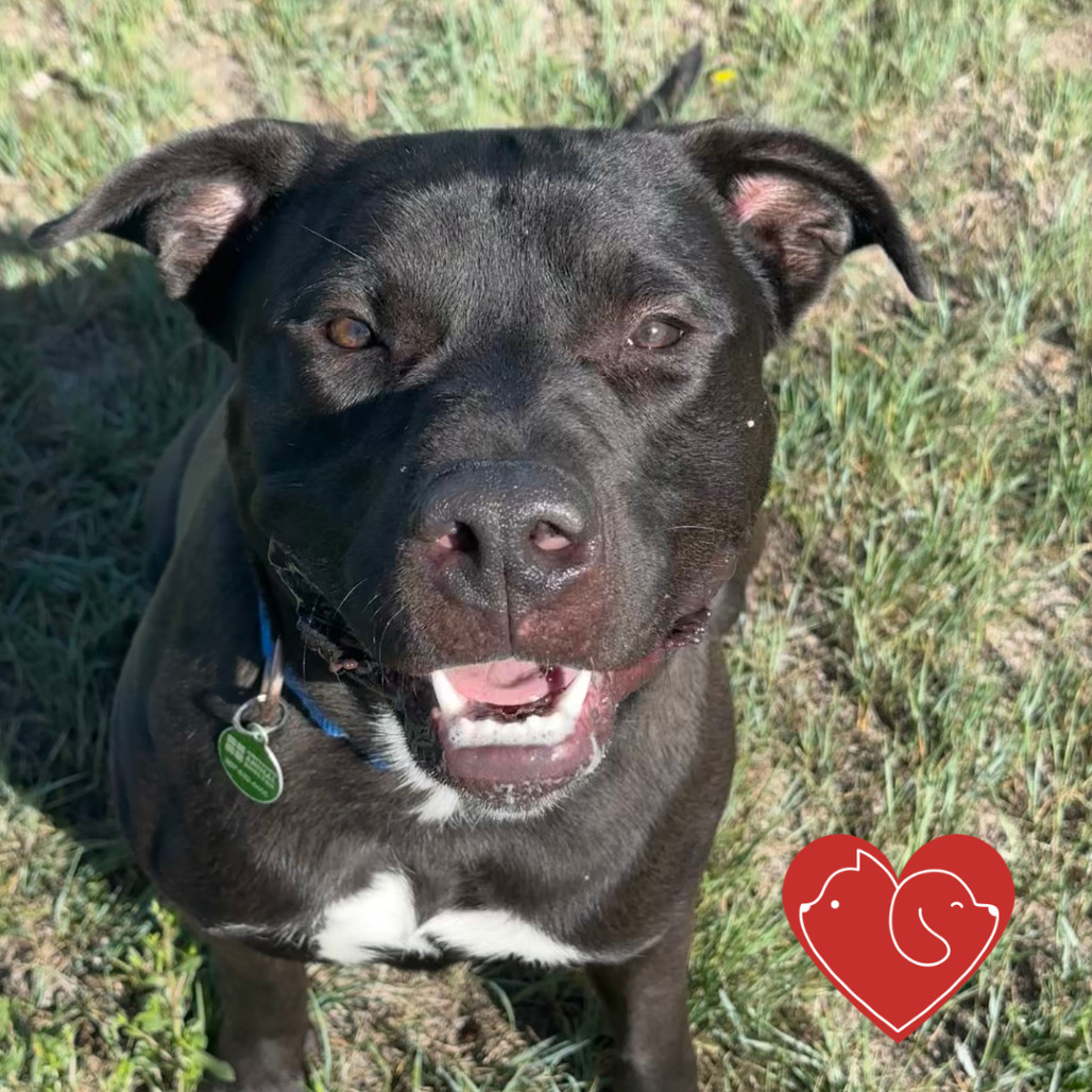 Onyx, an adoptable Mixed Breed in Cheyenne, WY, 82007 | Photo Image 1