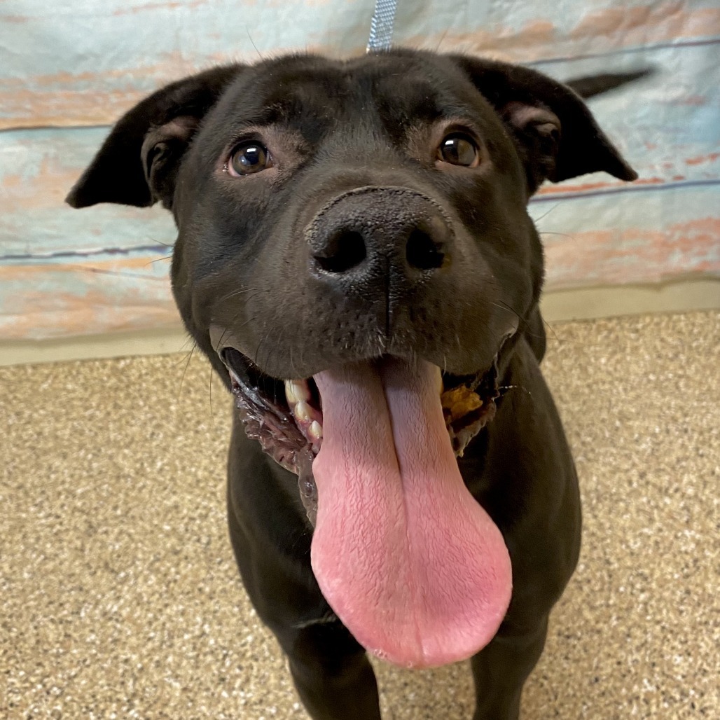 Onyx, an adoptable Mixed Breed in Cheyenne, WY, 82007 | Photo Image 2