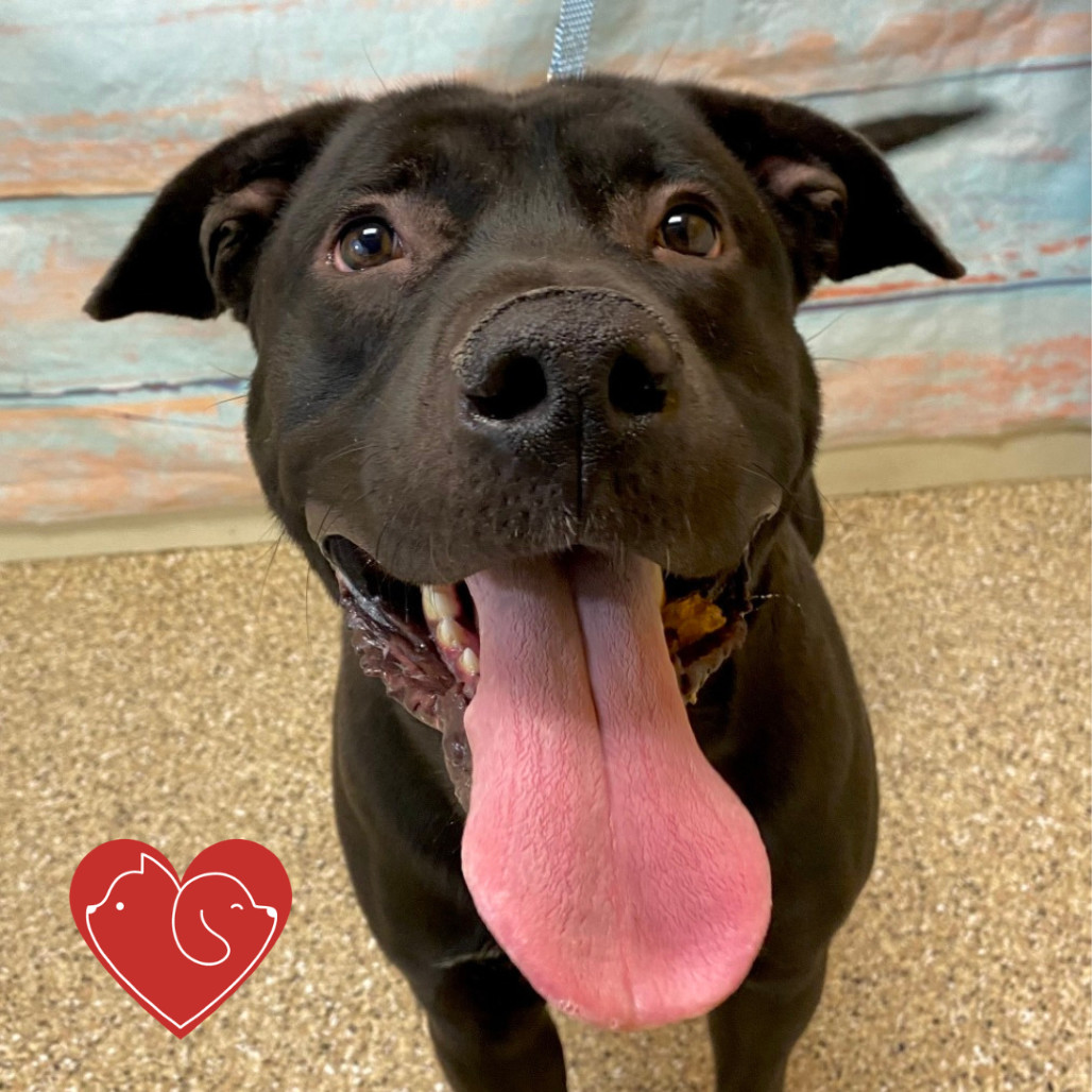 Onyx, an adoptable Mixed Breed in Cheyenne, WY, 82007 | Photo Image 3