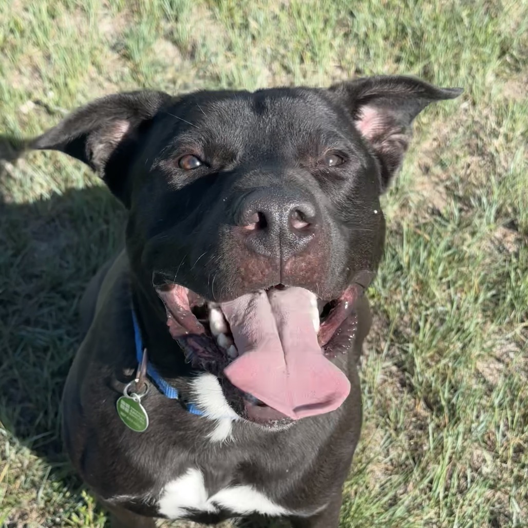 Onyx, an adoptable Mixed Breed in Cheyenne, WY, 82007 | Photo Image 4