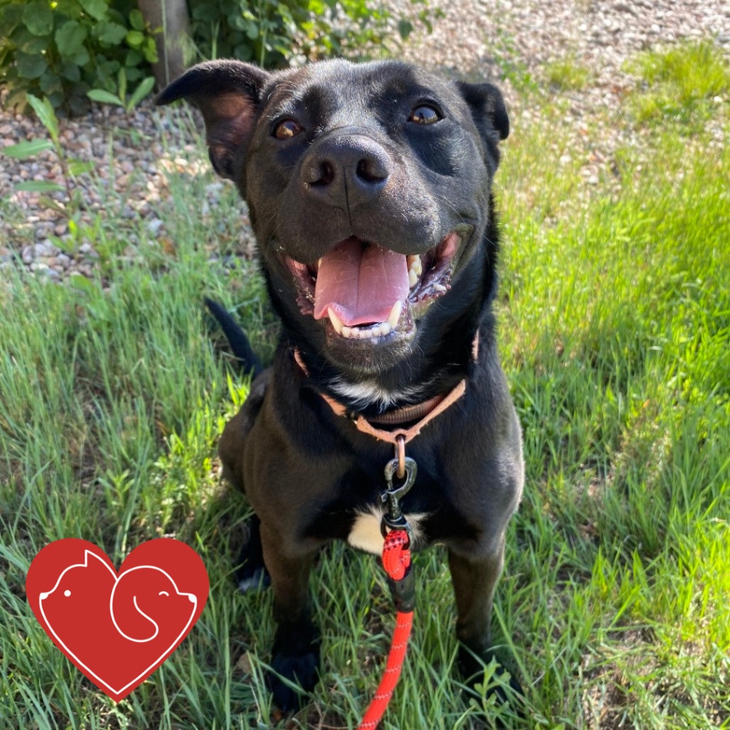 Dandy, an adoptable Mixed Breed in Cheyenne, WY, 82007 | Photo Image 1
