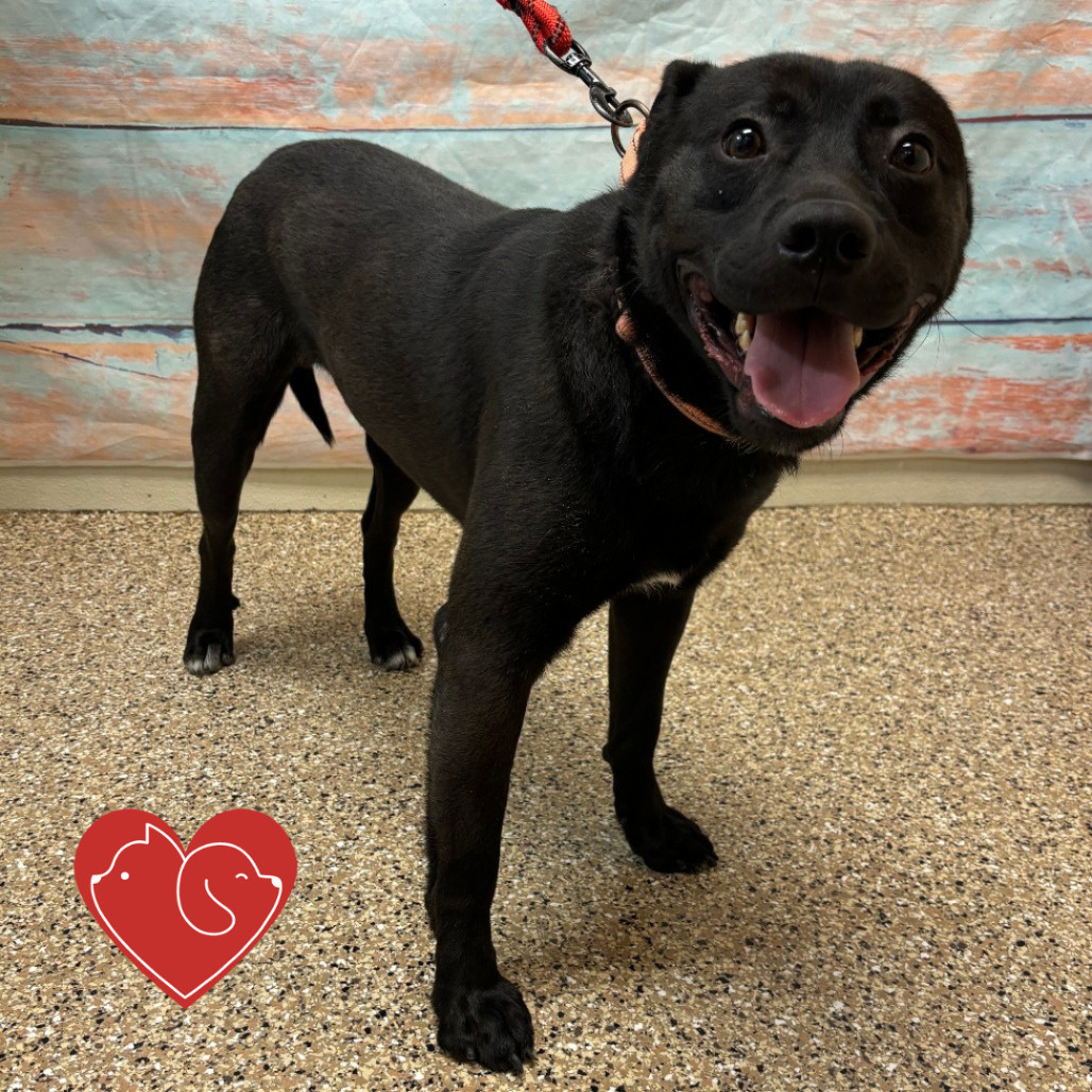 Dandy, an adoptable Mixed Breed in Cheyenne, WY, 82007 | Photo Image 2