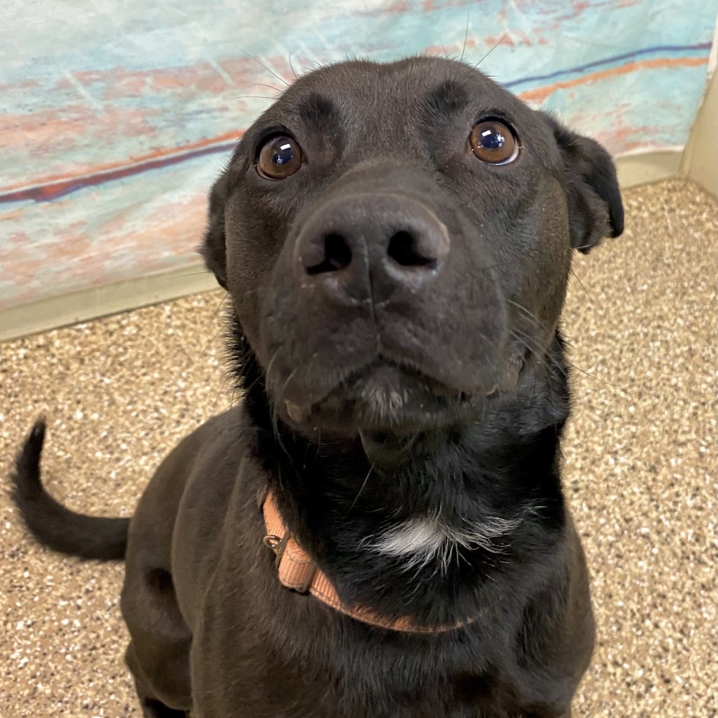 Dandy, an adoptable Mixed Breed in Cheyenne, WY, 82007 | Photo Image 3