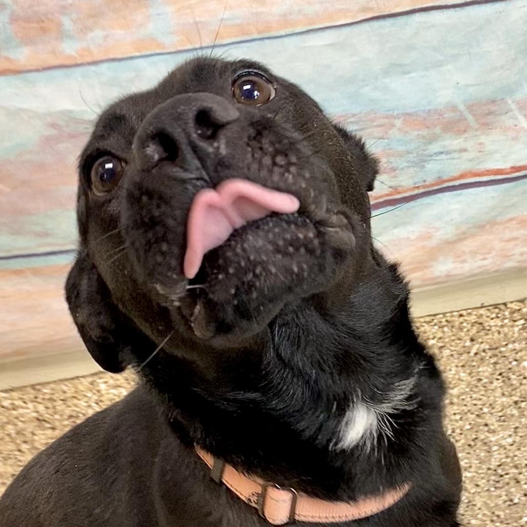 Dandy, an adoptable Mixed Breed in Cheyenne, WY, 82007 | Photo Image 4