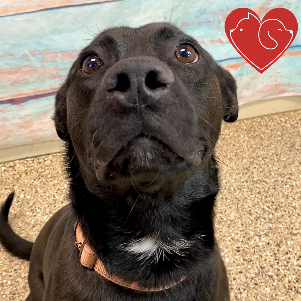 Dandy, an adoptable Mixed Breed in Cheyenne, WY, 82007 | Photo Image 5