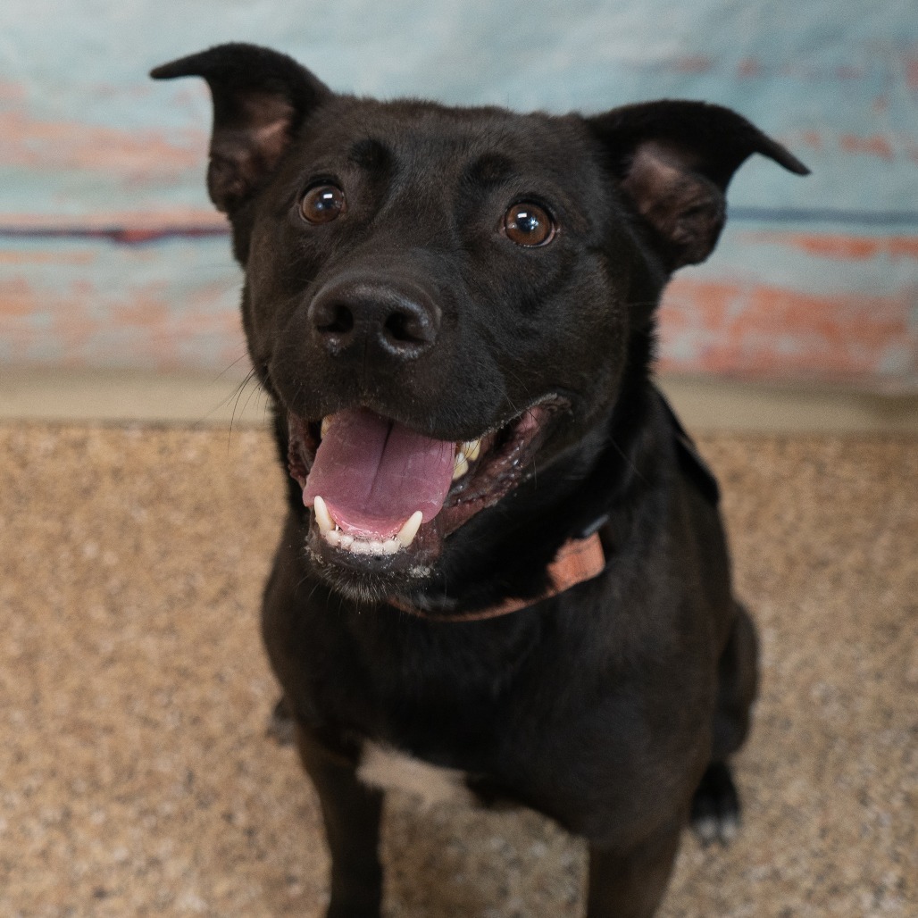 Dandy, an adoptable Mixed Breed in Cheyenne, WY, 82007 | Photo Image 6