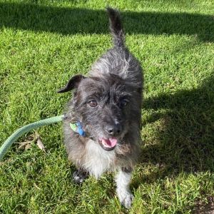 Conner-Claremont Location, Adult Male Terrier