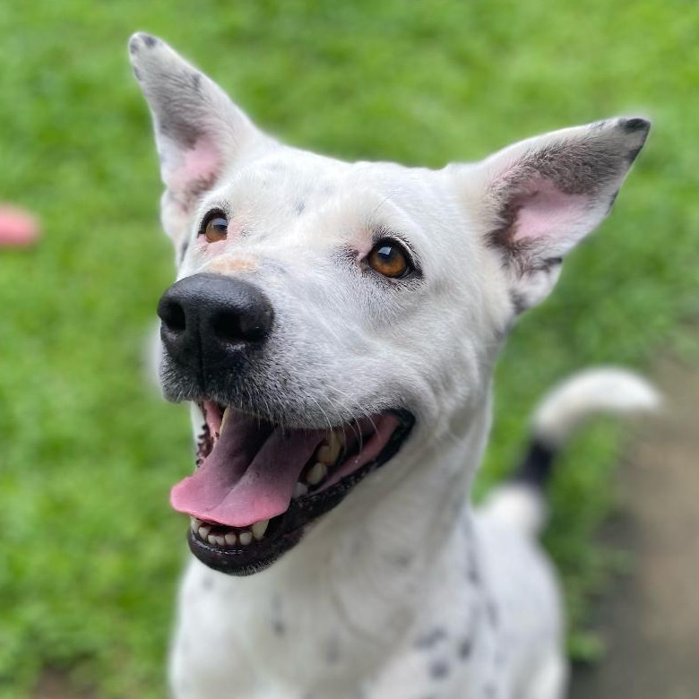 Abby (COH-A-62992), an adoptable Mixed Breed in Volcano, HI, 96785 | Photo Image 2