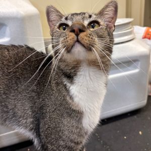 Rafael, Adult Male Domestic Short Hair