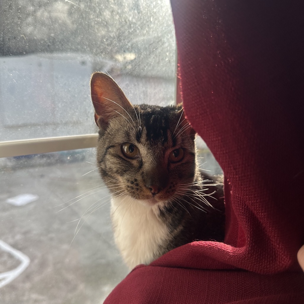 Rafael