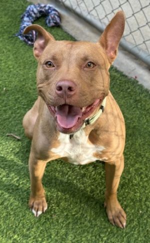 Koda, Adult Female unknown