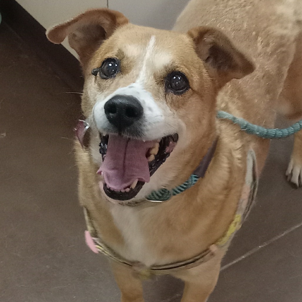 Margo - Great w/ Kids, Loves Walks!
