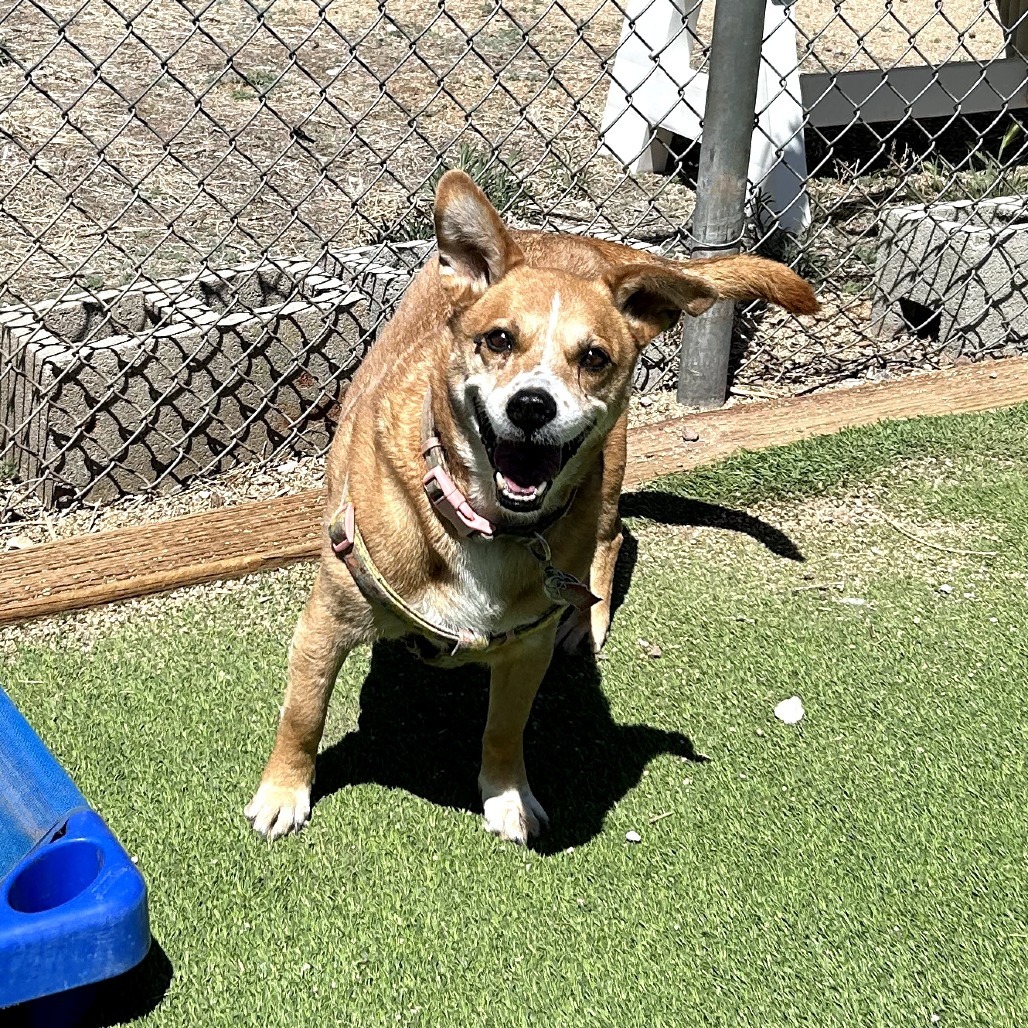 Margo - Great w/ Kids, Loves Walks!
