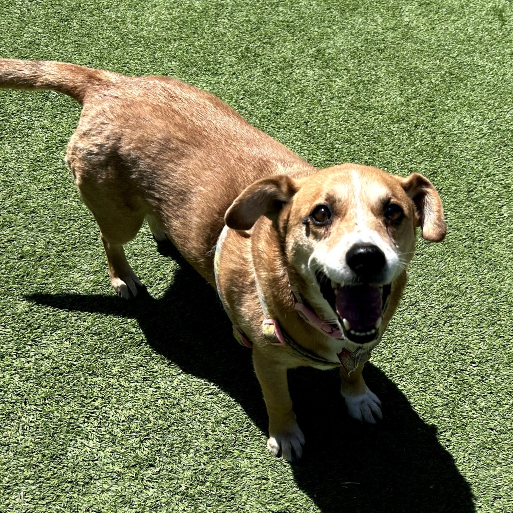 Margo - Great w/ Kids, Loves Walks!