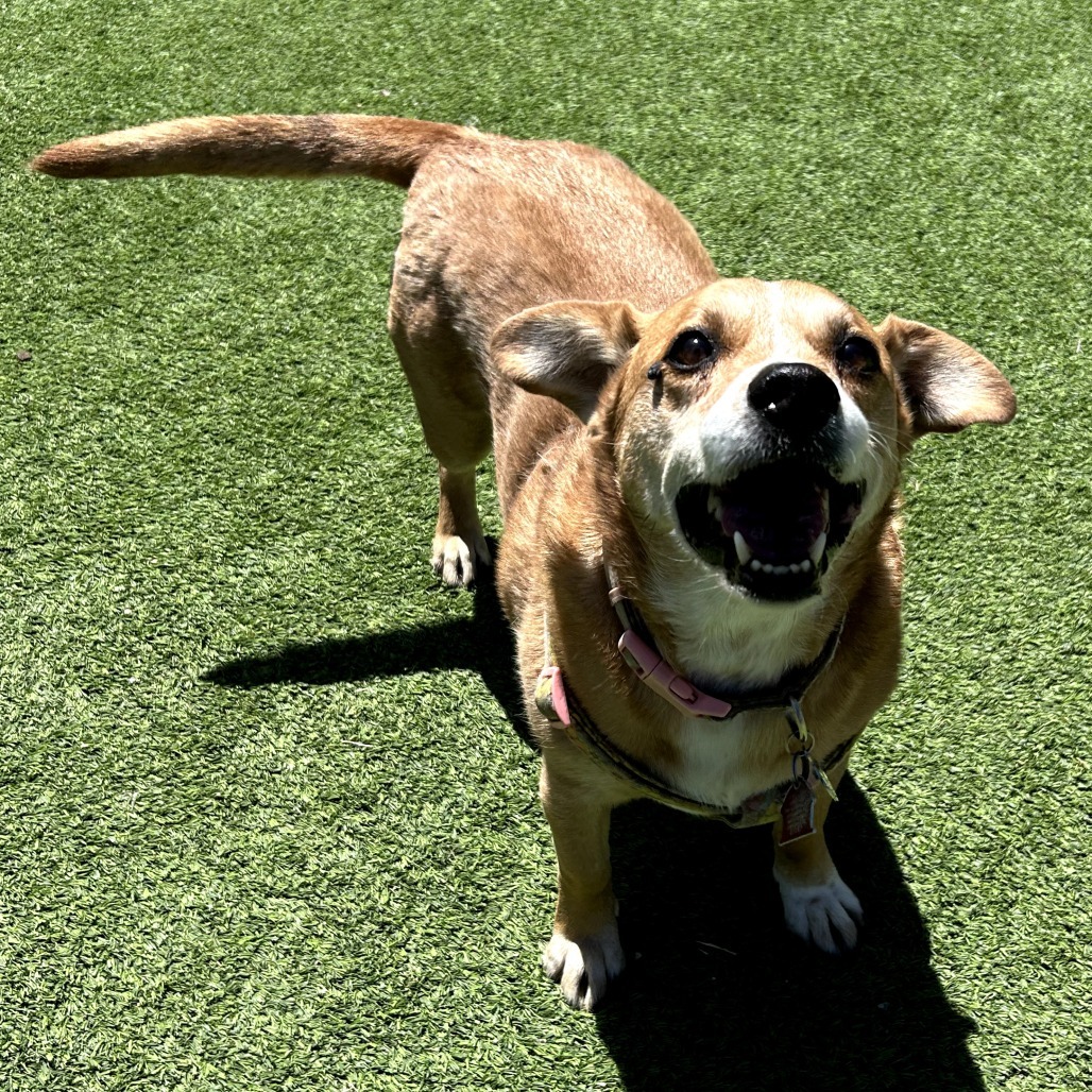 Margo - Great w/ Kids, Loves Walks!