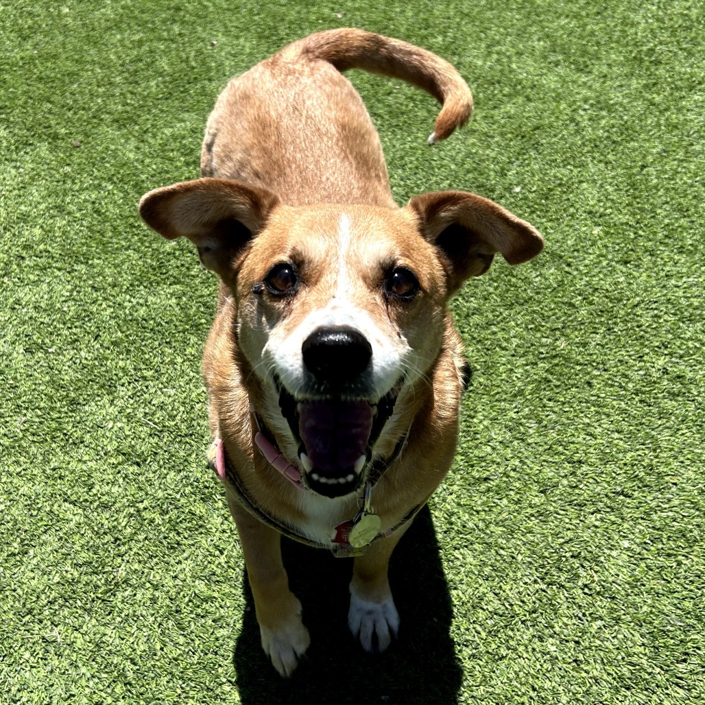 Margo - Great w/ Kids, Loves Walks!