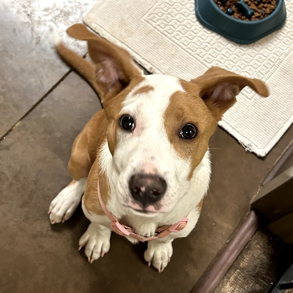Ernie - Loves People & Dogs! Adopt $50!