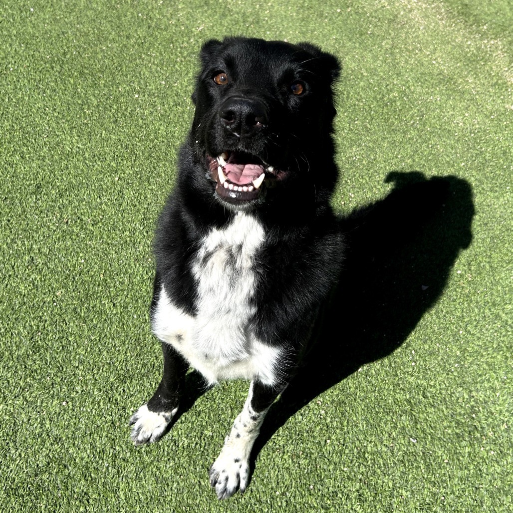 Rosco - Leash & Potty Trained!