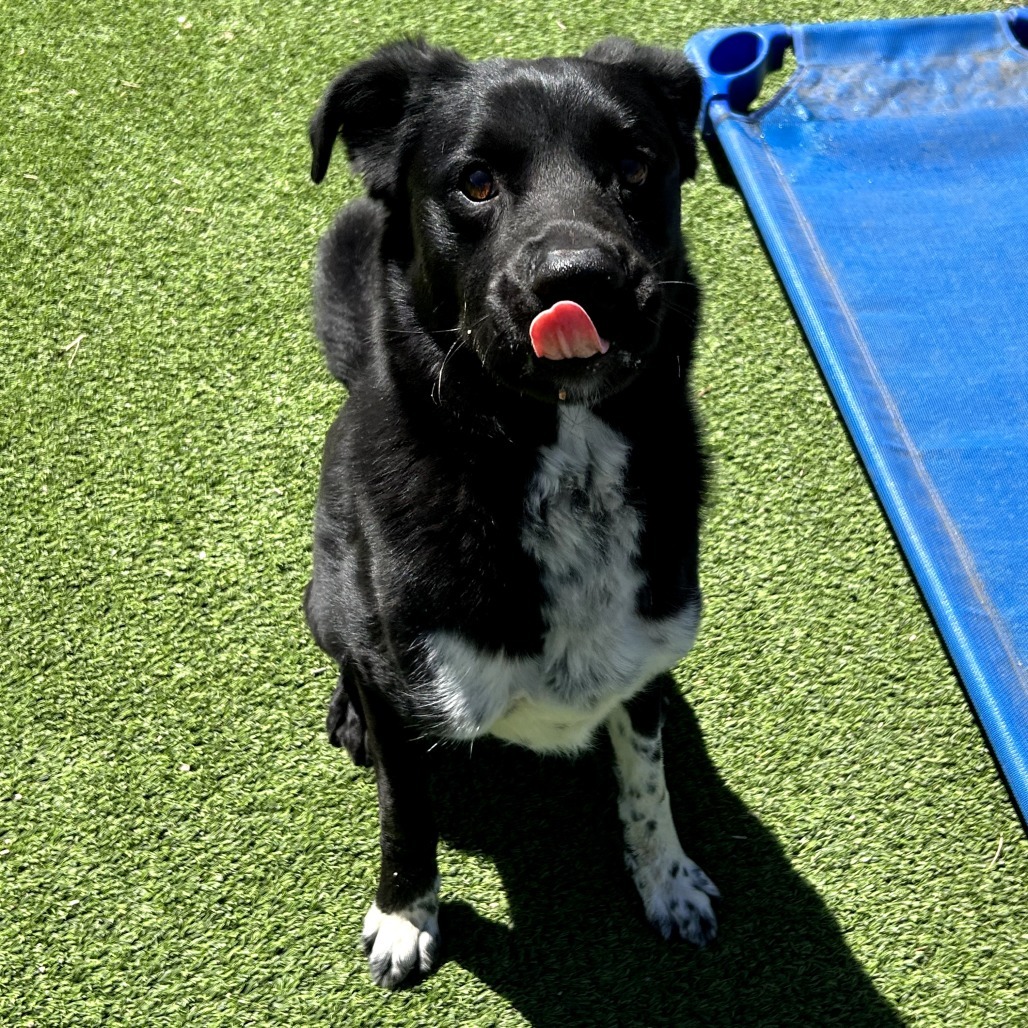 Rosco - Leash & Potty Trained!